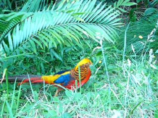 The Evolution of Whitford Bird Garden