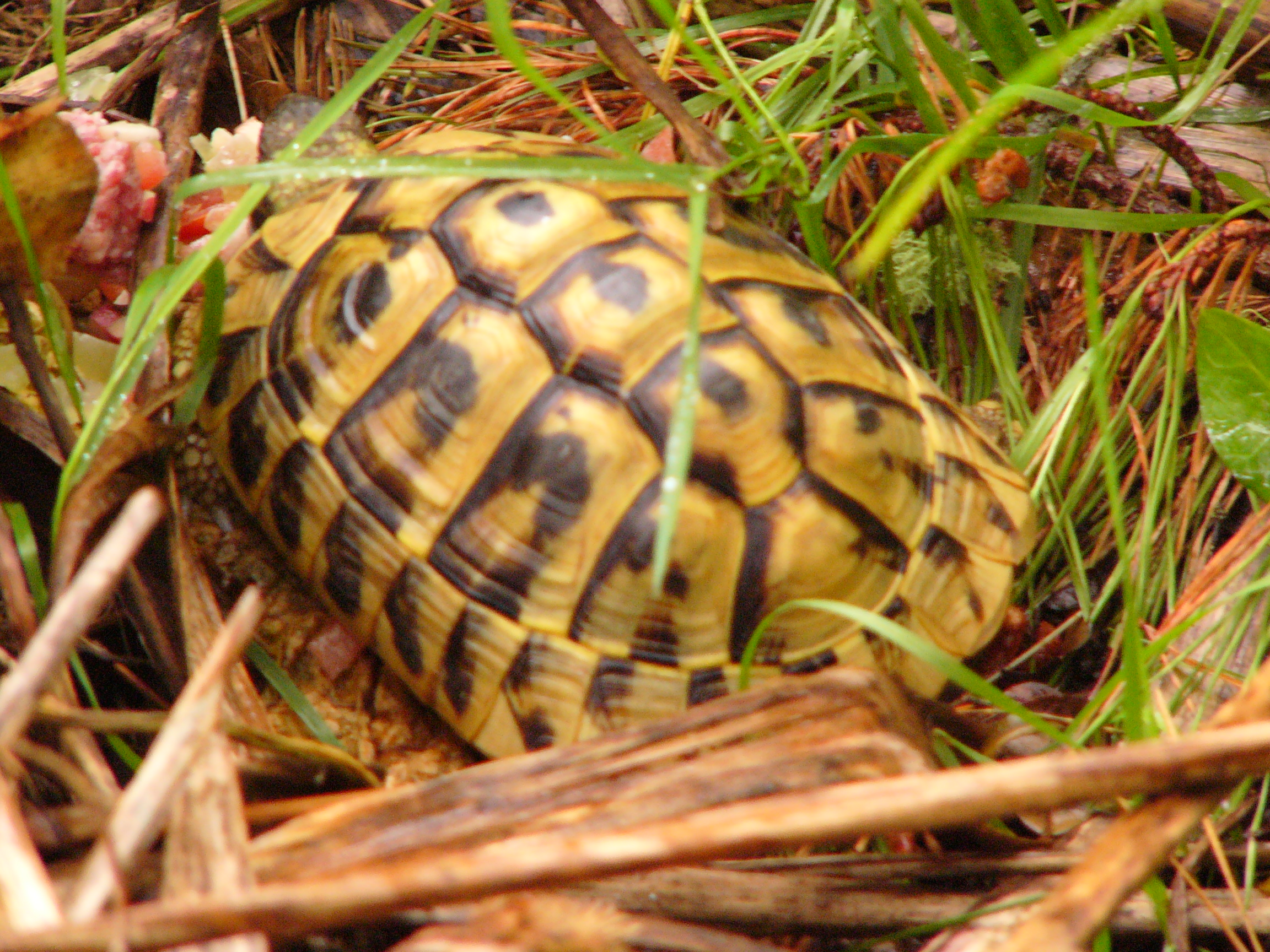 Western Hermanns tortoise