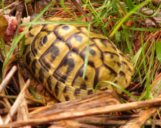 Turtle